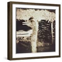 Ostrich in Profile-Theo Westenberger-Framed Photographic Print