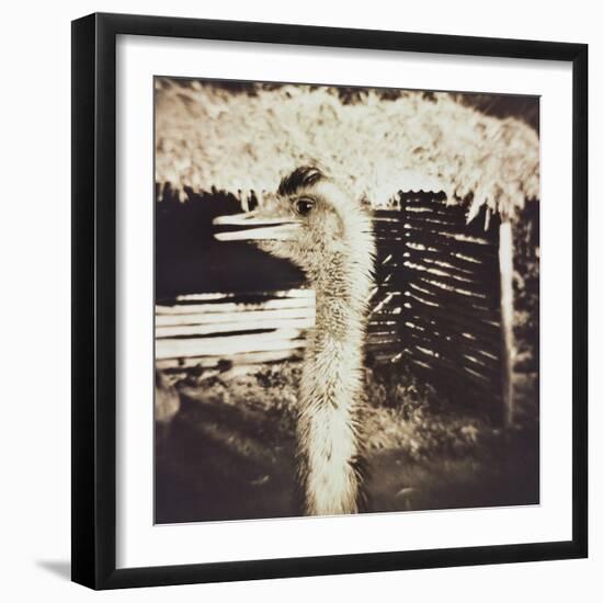 Ostrich in Profile-Theo Westenberger-Framed Photographic Print