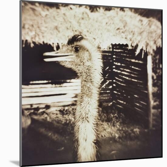 Ostrich in Profile-Theo Westenberger-Mounted Photographic Print