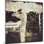 Ostrich in Profile-Theo Westenberger-Mounted Photographic Print