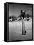 Ostrich in Sand-Nina Leen-Framed Stretched Canvas