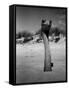 Ostrich in Sand-Nina Leen-Framed Stretched Canvas