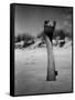 Ostrich in Sand-Nina Leen-Framed Stretched Canvas