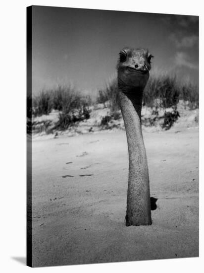 Ostrich in Sand-Nina Leen-Stretched Canvas