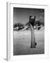Ostrich in Sand-Nina Leen-Framed Photographic Print