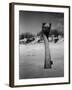 Ostrich in Sand-Nina Leen-Framed Photographic Print