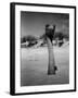 Ostrich in Sand-Nina Leen-Framed Photographic Print