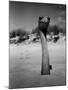 Ostrich in Sand-Nina Leen-Mounted Photographic Print