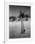 Ostrich in Sand-Nina Leen-Framed Photographic Print