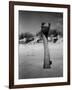 Ostrich in Sand-Nina Leen-Framed Photographic Print