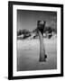 Ostrich in Sand-Nina Leen-Framed Photographic Print