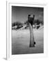 Ostrich in Sand-Nina Leen-Framed Photographic Print