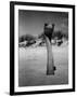 Ostrich in Sand-Nina Leen-Framed Photographic Print