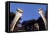 Ostrich Inquisitively Looking into Camera-null-Framed Stretched Canvas