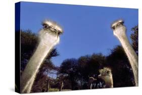 Ostrich Inquisitively Looking into Camera-null-Stretched Canvas