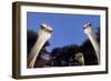 Ostrich Inquisitively Looking into Camera-null-Framed Photographic Print