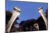 Ostrich Inquisitively Looking into Camera-null-Mounted Photographic Print