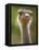 Ostrich, Lewa Wildlife Conservancy, Kenya-Demetrio Carrasco-Framed Stretched Canvas