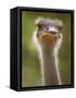 Ostrich, Lewa Wildlife Conservancy, Kenya-Demetrio Carrasco-Framed Stretched Canvas