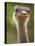 Ostrich, Lewa Wildlife Conservancy, Kenya-Demetrio Carrasco-Stretched Canvas