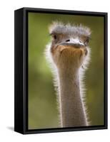 Ostrich, Lewa Wildlife Conservancy, Kenya-Demetrio Carrasco-Framed Stretched Canvas