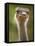 Ostrich, Lewa Wildlife Conservancy, Kenya-Demetrio Carrasco-Framed Stretched Canvas