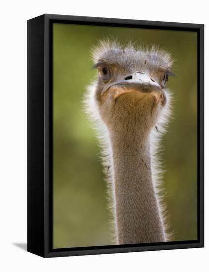 Ostrich, Lewa Wildlife Conservancy, Kenya-Demetrio Carrasco-Framed Stretched Canvas