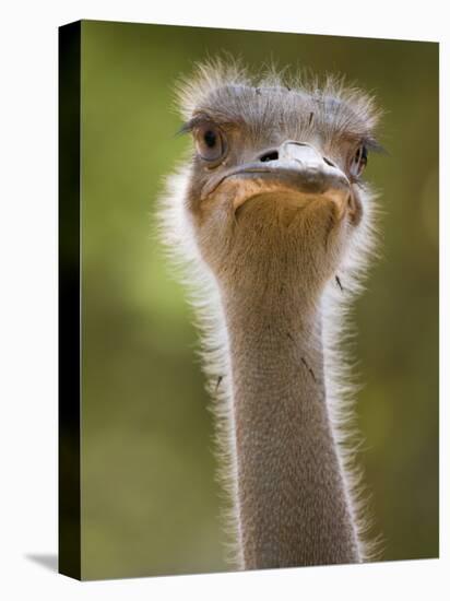 Ostrich, Lewa Wildlife Conservancy, Kenya-Demetrio Carrasco-Stretched Canvas