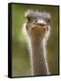 Ostrich, Lewa Wildlife Conservancy, Kenya-Demetrio Carrasco-Framed Stretched Canvas