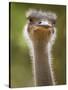 Ostrich, Lewa Wildlife Conservancy, Kenya-Demetrio Carrasco-Stretched Canvas