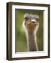 Ostrich, Lewa Wildlife Conservancy, Kenya-Demetrio Carrasco-Framed Photographic Print