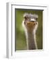Ostrich, Lewa Wildlife Conservancy, Kenya-Demetrio Carrasco-Framed Photographic Print
