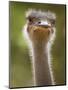 Ostrich, Lewa Wildlife Conservancy, Kenya-Demetrio Carrasco-Mounted Photographic Print