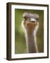 Ostrich, Lewa Wildlife Conservancy, Kenya-Demetrio Carrasco-Framed Photographic Print