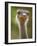 Ostrich, Lewa Wildlife Conservancy, Kenya-Demetrio Carrasco-Framed Photographic Print