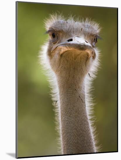 Ostrich, Lewa Wildlife Conservancy, Kenya-Demetrio Carrasco-Mounted Photographic Print