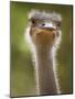 Ostrich, Lewa Wildlife Conservancy, Kenya-Demetrio Carrasco-Mounted Photographic Print