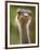 Ostrich, Lewa Wildlife Conservancy, Kenya-Demetrio Carrasco-Framed Photographic Print