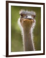 Ostrich, Lewa Wildlife Conservancy, Kenya-Demetrio Carrasco-Framed Photographic Print