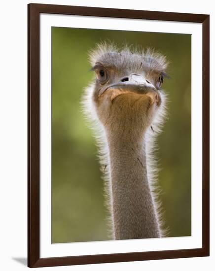 Ostrich, Lewa Wildlife Conservancy, Kenya-Demetrio Carrasco-Framed Photographic Print