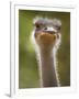 Ostrich, Lewa Wildlife Conservancy, Kenya-Demetrio Carrasco-Framed Photographic Print