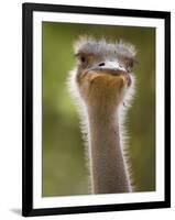 Ostrich, Lewa Wildlife Conservancy, Kenya-Demetrio Carrasco-Framed Photographic Print