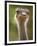 Ostrich, Lewa Wildlife Conservancy, Kenya-Demetrio Carrasco-Framed Photographic Print