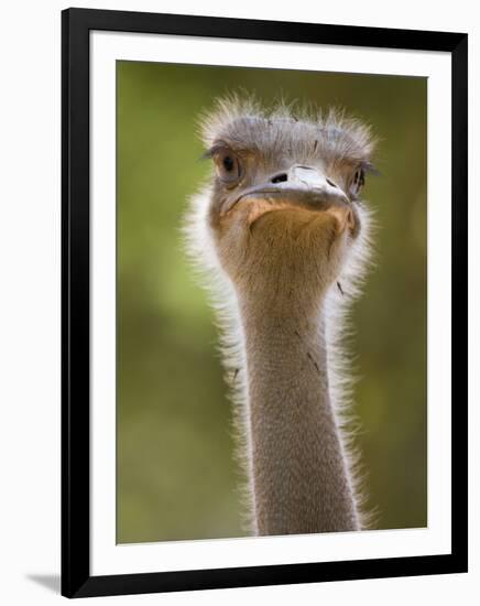 Ostrich, Lewa Wildlife Conservancy, Kenya-Demetrio Carrasco-Framed Photographic Print