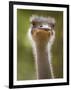 Ostrich, Lewa Wildlife Conservancy, Kenya-Demetrio Carrasco-Framed Photographic Print