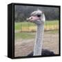 Ostrich Look-Incredi-Framed Stretched Canvas