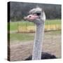 Ostrich Look-Incredi-Stretched Canvas