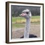 Ostrich Look-Incredi-Framed Giclee Print