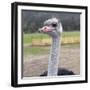 Ostrich Look-Incredi-Framed Giclee Print