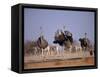 Ostrich Male and Female Courtship Behaviour (Struthio Camelus) Etosha National Park, Namibia-Tony Heald-Framed Stretched Canvas